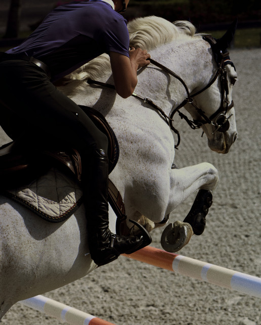 The Premier Jumping League (PJL) & McCarthy Jumping Team Announce Landmark Purchase